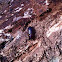 Dark beetle