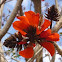 Árbol del coral