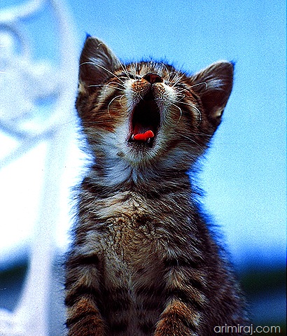 [bored-cat[9].jpg]