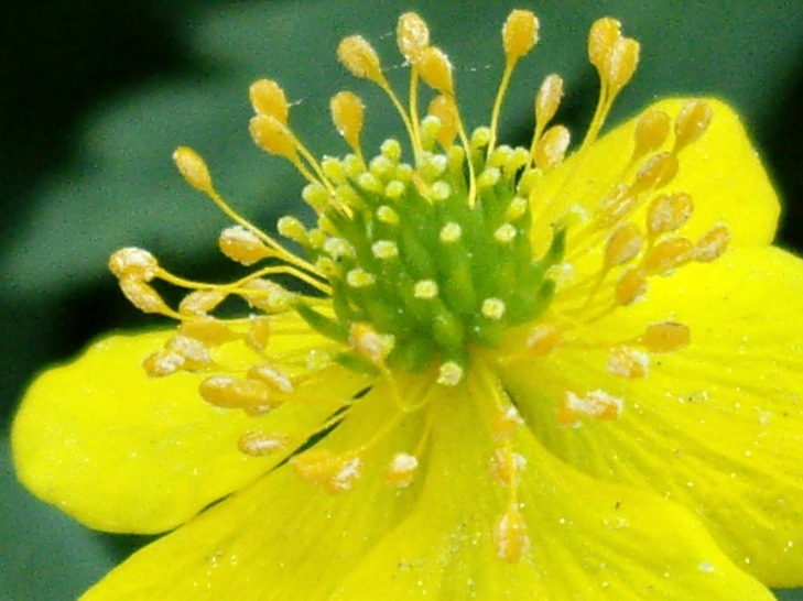 Buttercup anemone