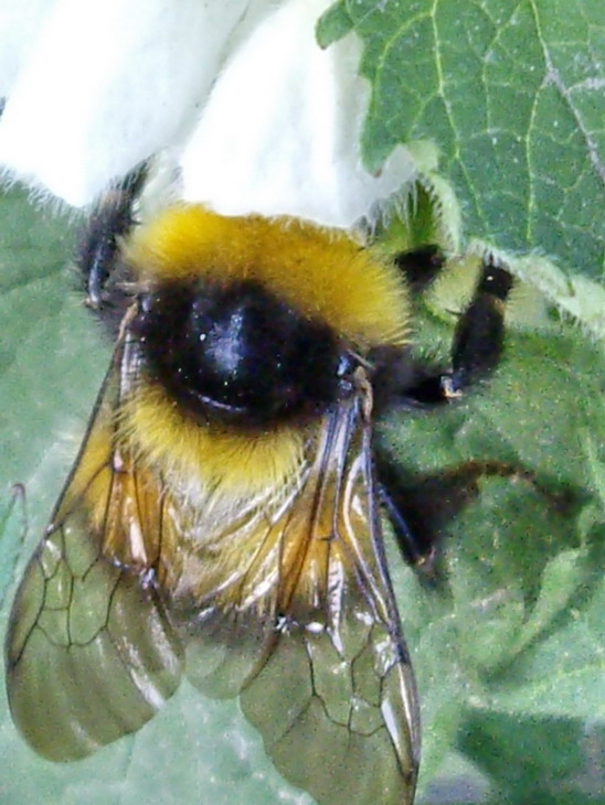 Buff-tailed bumblebee