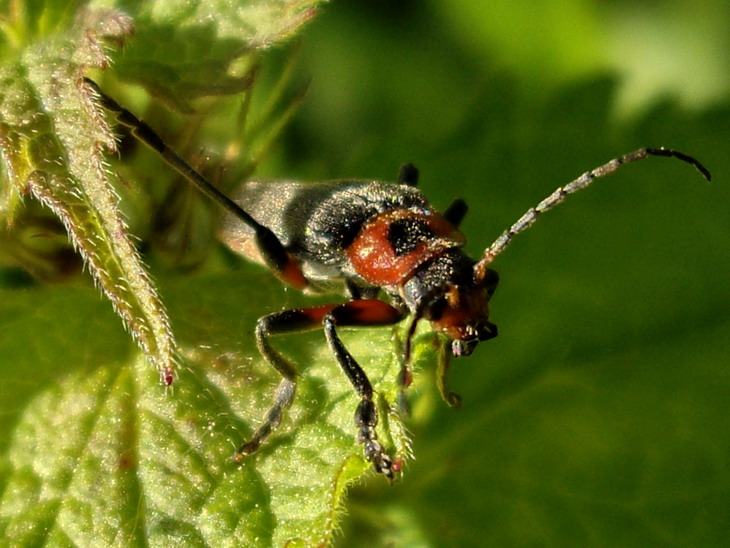 Soldier beetle