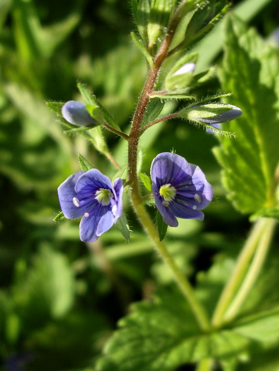 Germander speedwell