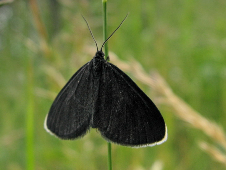 Chimney sweeper