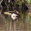 Little Grebe