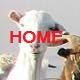 Nanny Goats In Panties Home Page