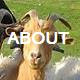 About Nanny Goats In Panties