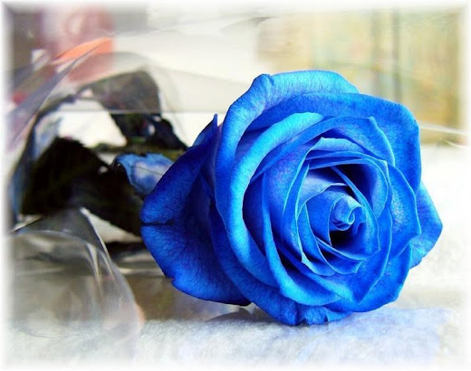 http://lh3.ggpht.com/manuelly.souza/SQN-dRSepxI/AAAAAAAABNY/oO5bvDOSak8/s520/Leh.jpg