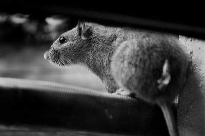 [ratte3[2].jpg]