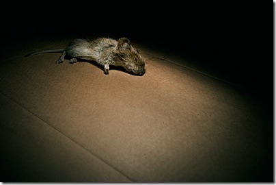 maus400