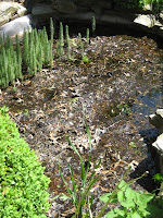 Oh, the pond needs to be mucked out, big time!!