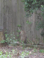 Hey, that's my compost pile!  Oh, wait, I'm not going to eat it anyway.