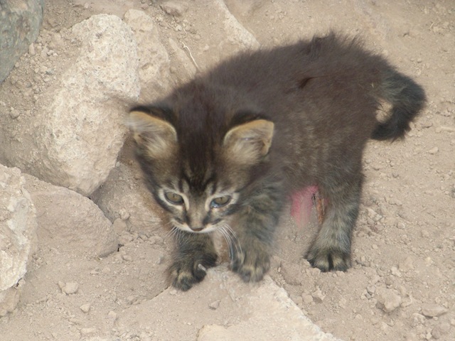 [kitten[3].jpg]