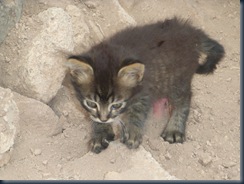 kitten