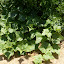 Marketmore Cucumber
