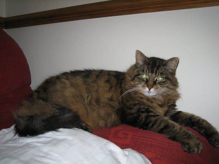 kisi