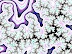 Fractal Art