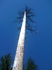 iPhone 2 368.jpg