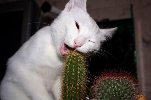 cat_eat_herb.jpg