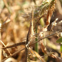 grass mimic grasshopper