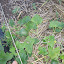 matangie's Minnesota Midget Cantelopes