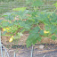 matangie's Crookneck Squash