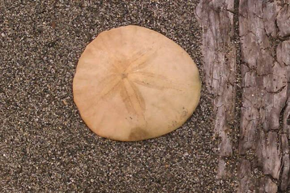 Spotting Image 1
