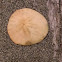 Sand Dollar Exoskeleton