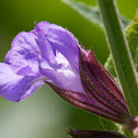 Salvia (Salbei)