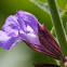 Salvia (Salbei)