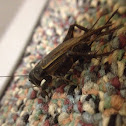 Black cricket species