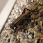 Black cricket species