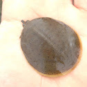 Spiny softshell turtle