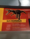 Suchomimus Bones