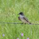 Eastern Kingbird