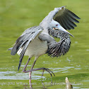 Tri-colored Heron