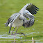 Tri-colored Heron