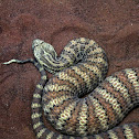 Common Death Adder
