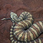 Common Death Adder