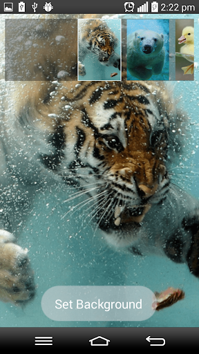 Watch Live Animals Download Music