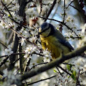 Blue Tit / Blaumeise