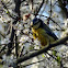 Blue Tit / Blaumeise