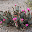 Beavertail Cactus