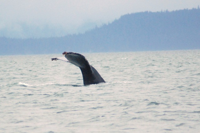 [Alaska 0908 066[2].jpg]