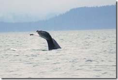Alaska 0908 066