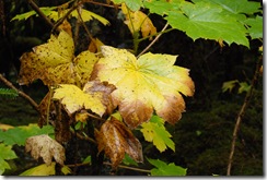Alaska 0908 151