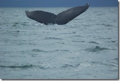 Alaska 0908 095