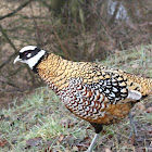 Reeves Pheasant