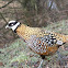 Reeves Pheasant