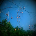 Persimmon